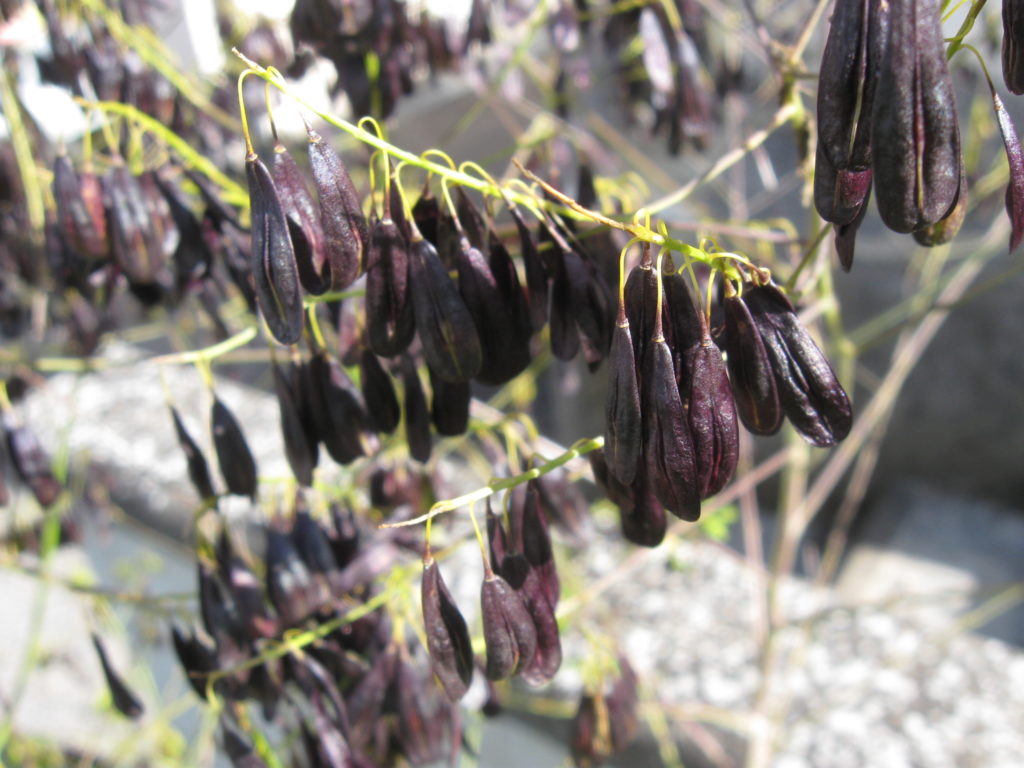 La « graine » de pastel – Couleurs en herbe